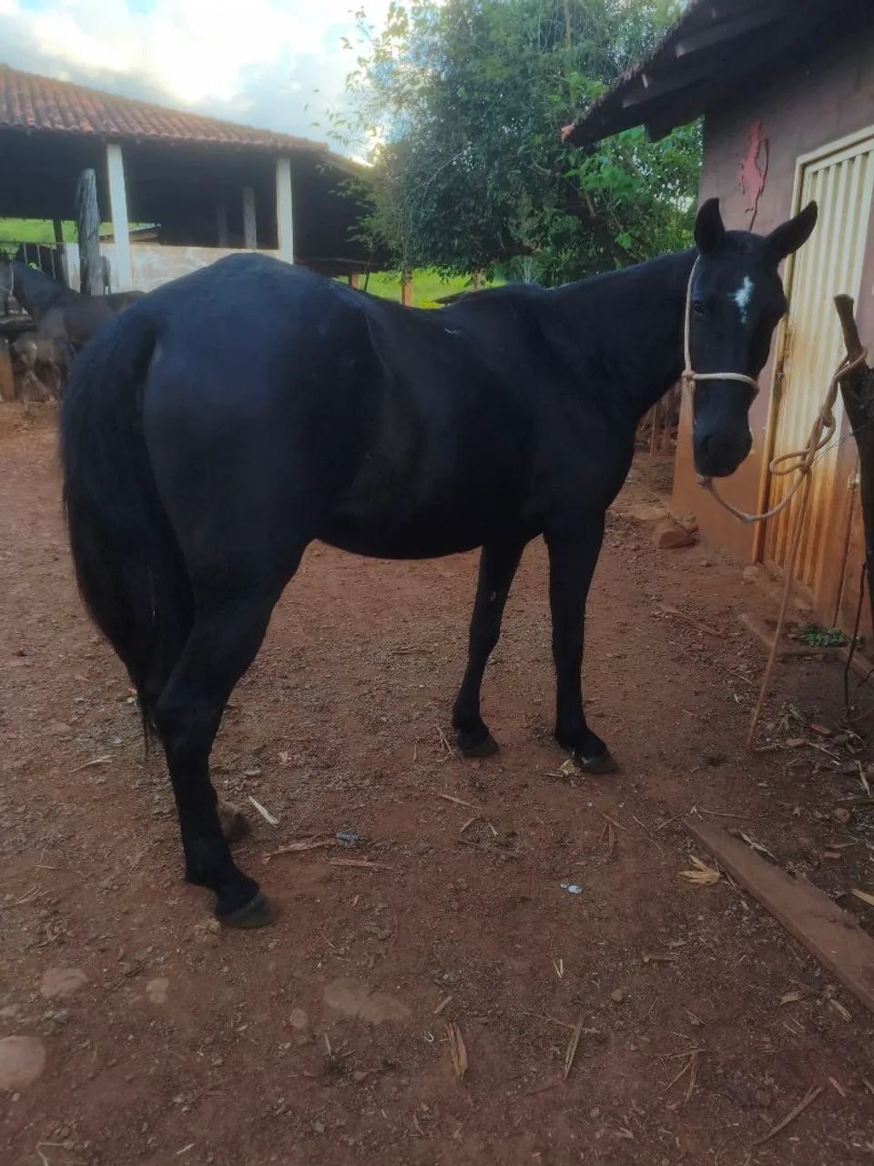 Égua preta marcha picada  - Foto 4