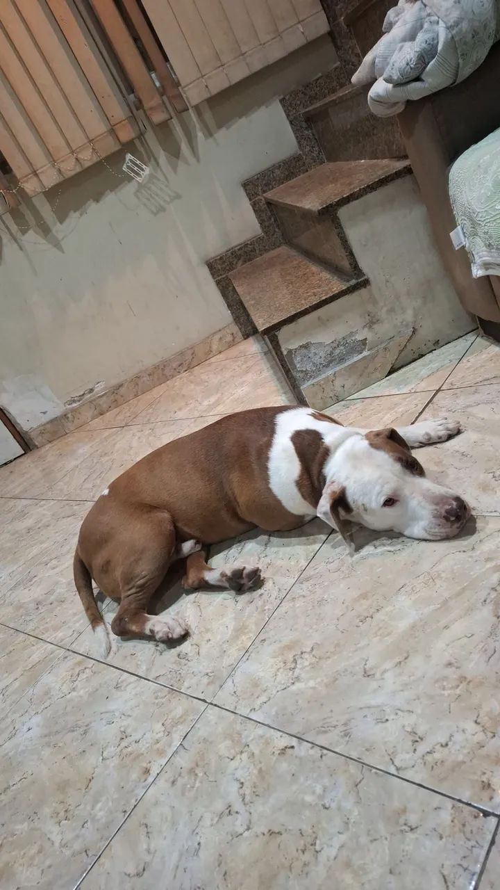 Adoção  - Foto 2