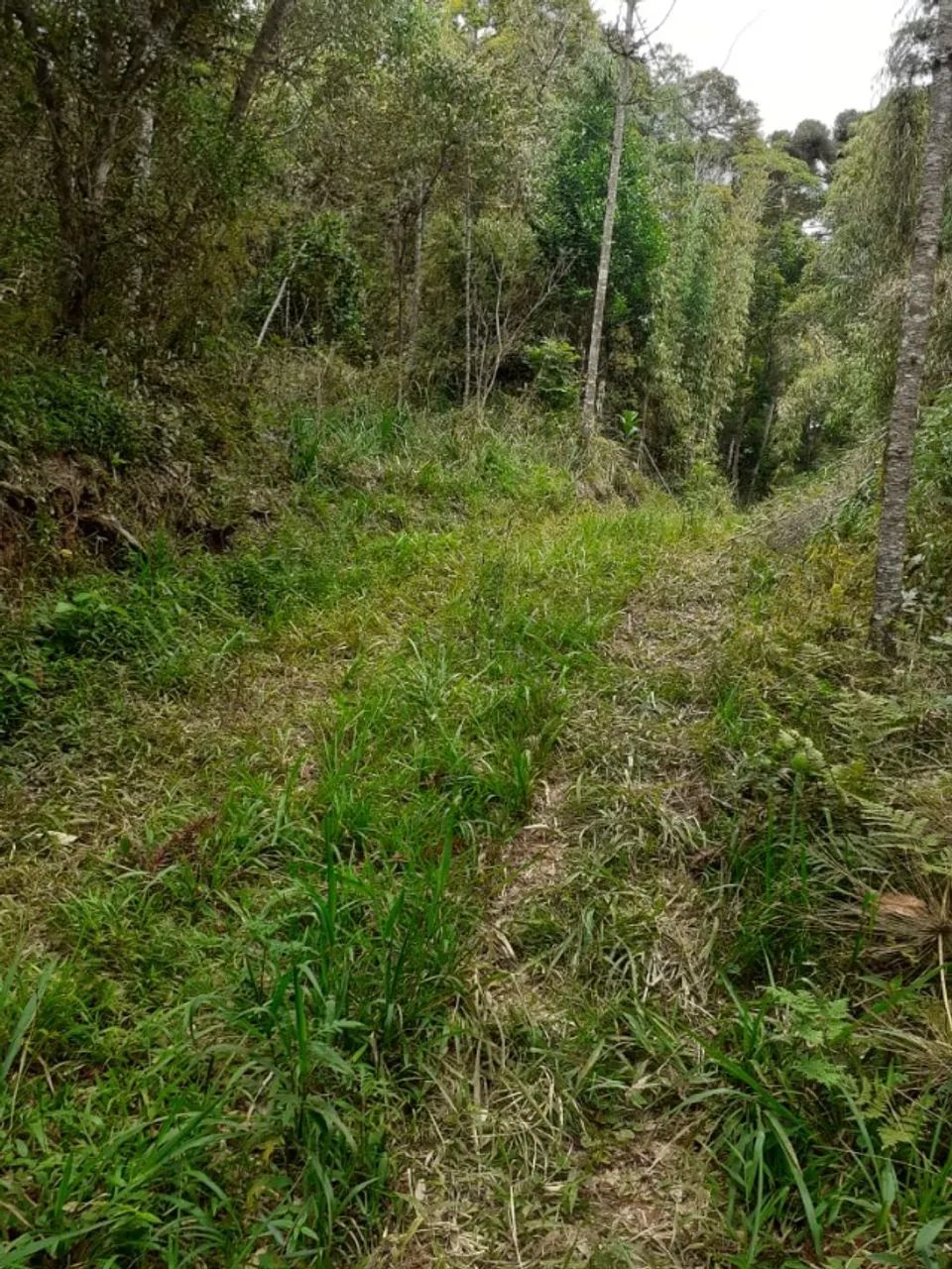 Área Rural em Campo Alegre de 14.000m2 - Foto 4