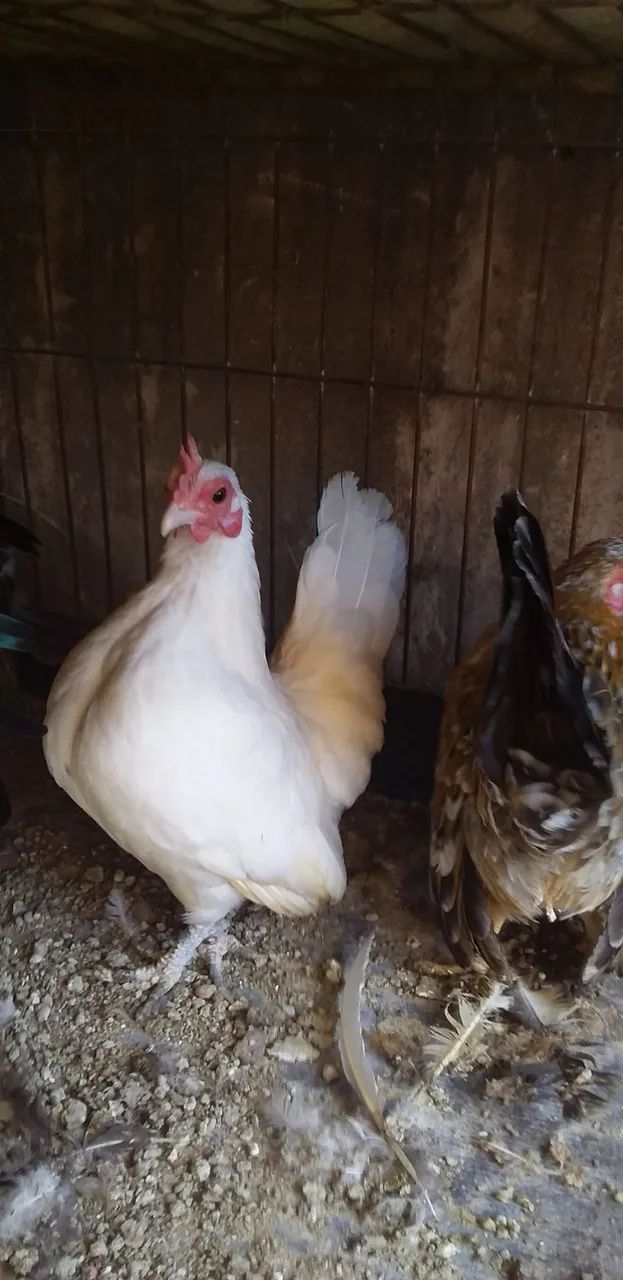 Vendo  trio de serama - Foto 4