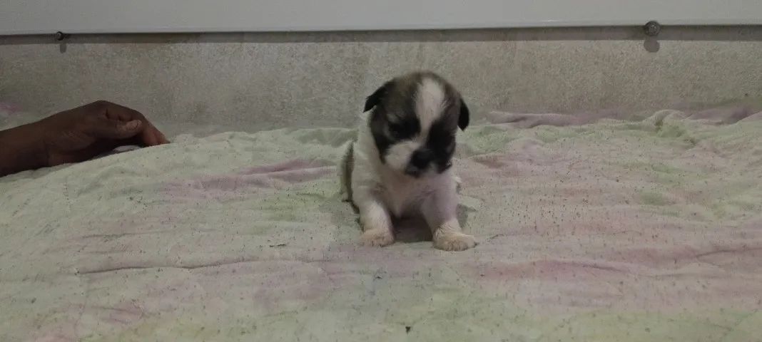 Cachorro ?