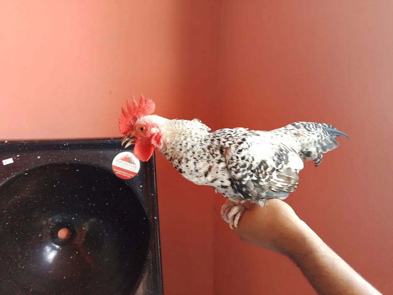 Frango de galinha chinesa 