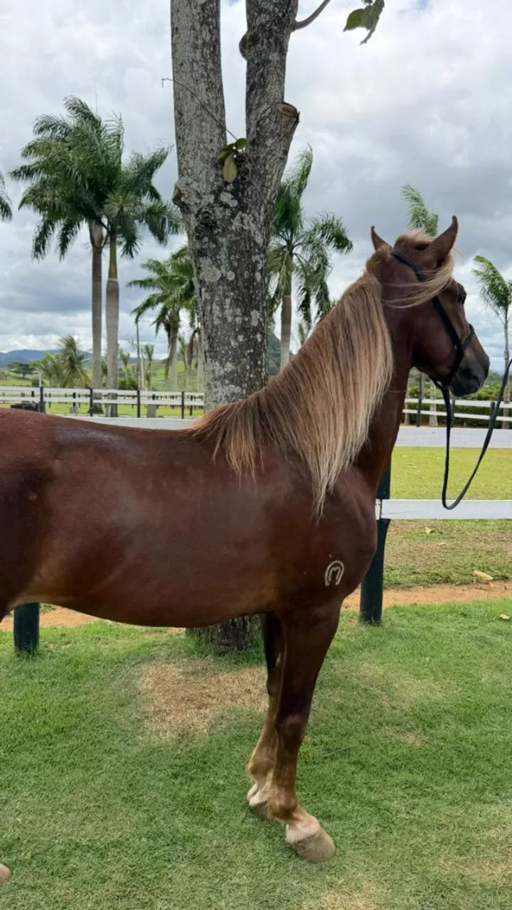 Cavalo Manga Larga Marchador - Foto 4