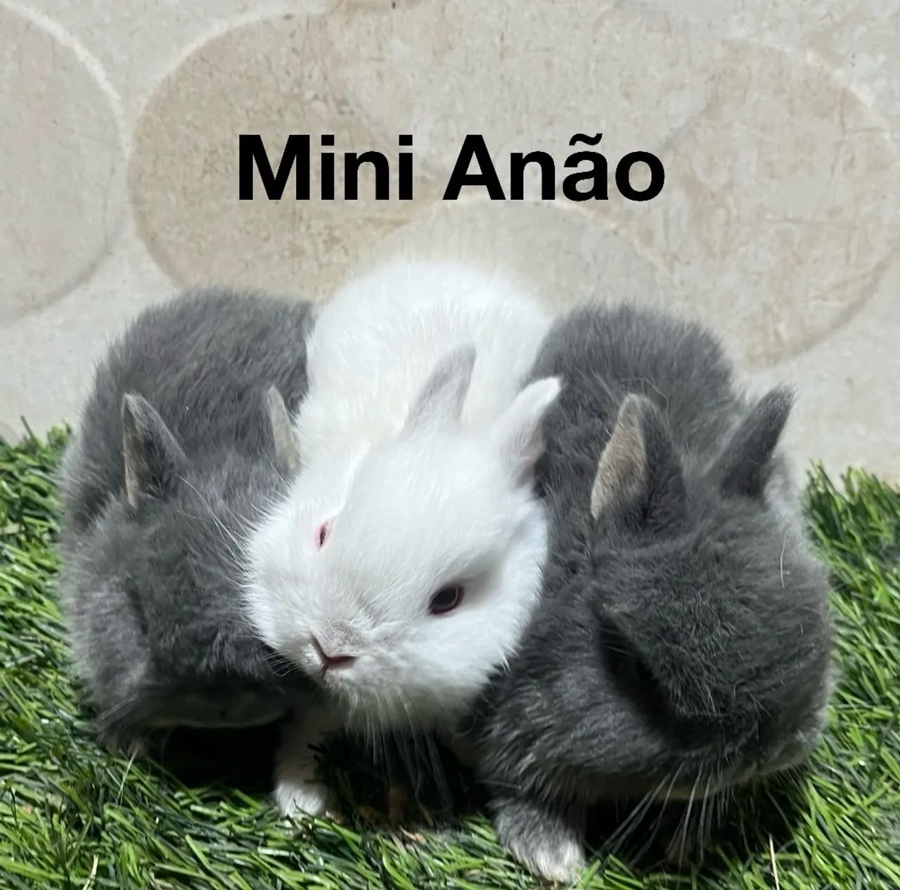 Mini coelhos  - Foto 3