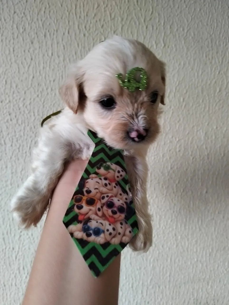 Filhote de poodle  - Foto 5
