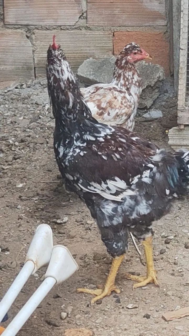 Frangas e frango gsb - Foto 2