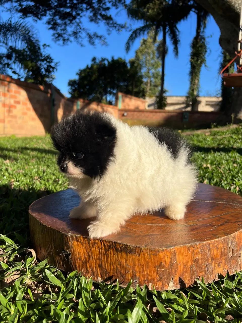 Spitz Alemão machinhos ? - Foto 5