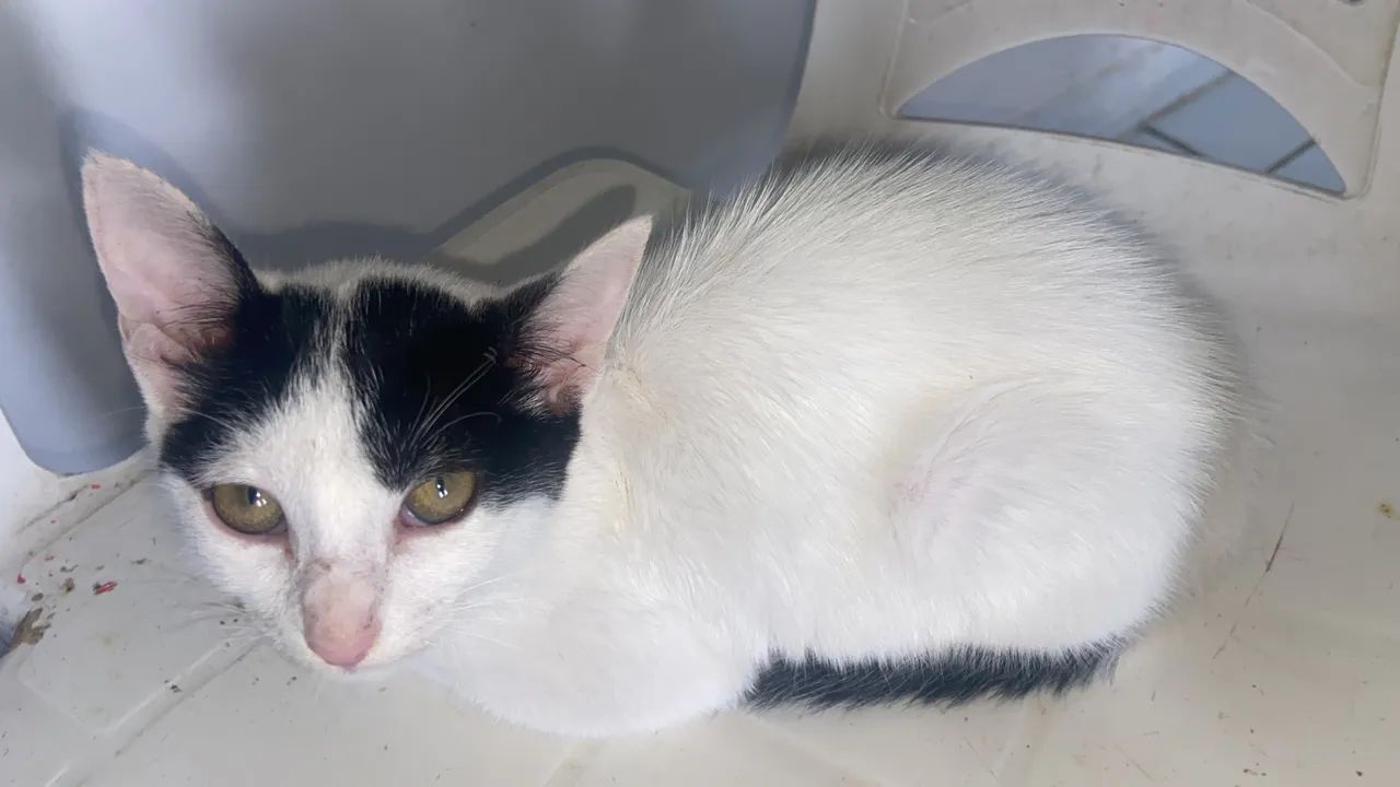 Gata para adoção  - Foto 2