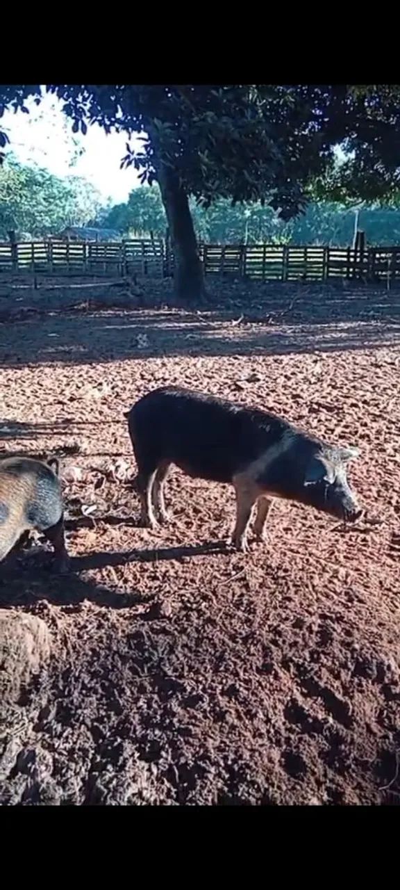 Porco caipira 