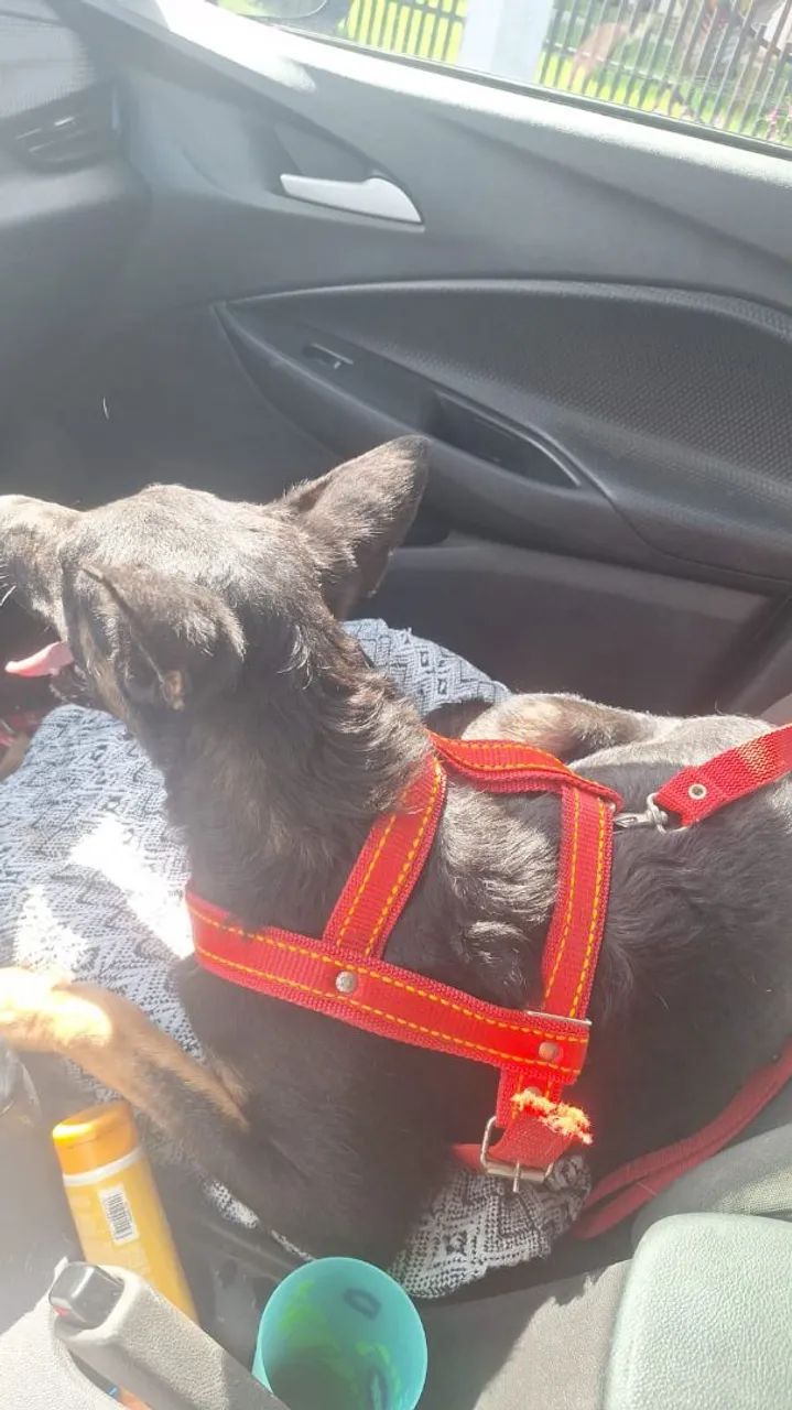 Adoção de cachorro  - Foto 3