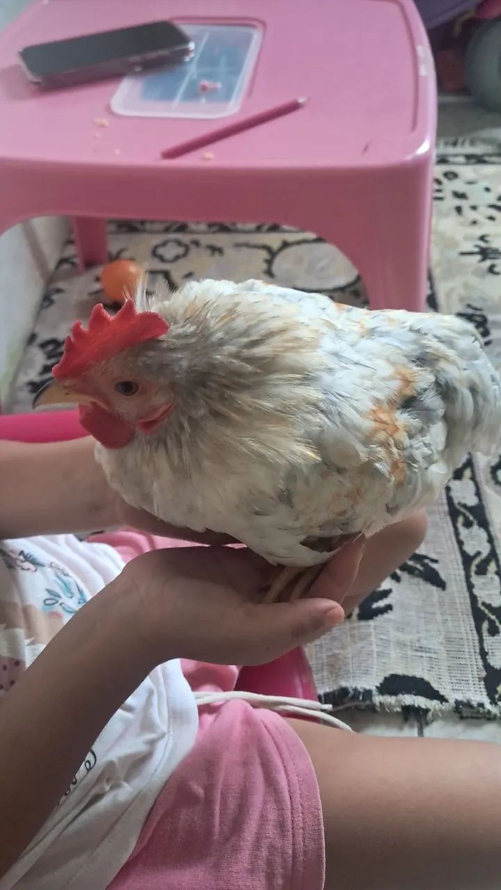 ? NAGAZAKIS DE ELITE - LINHAGEM PERNA CURTA ? - Foto 2