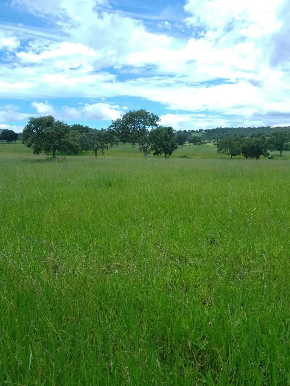 Fazenda Amorinopolis