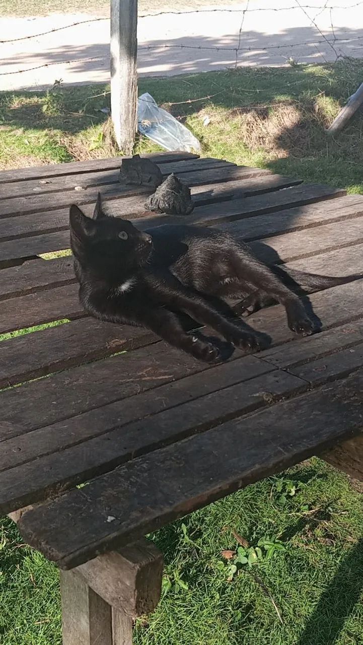 Para adoção  - Foto 3