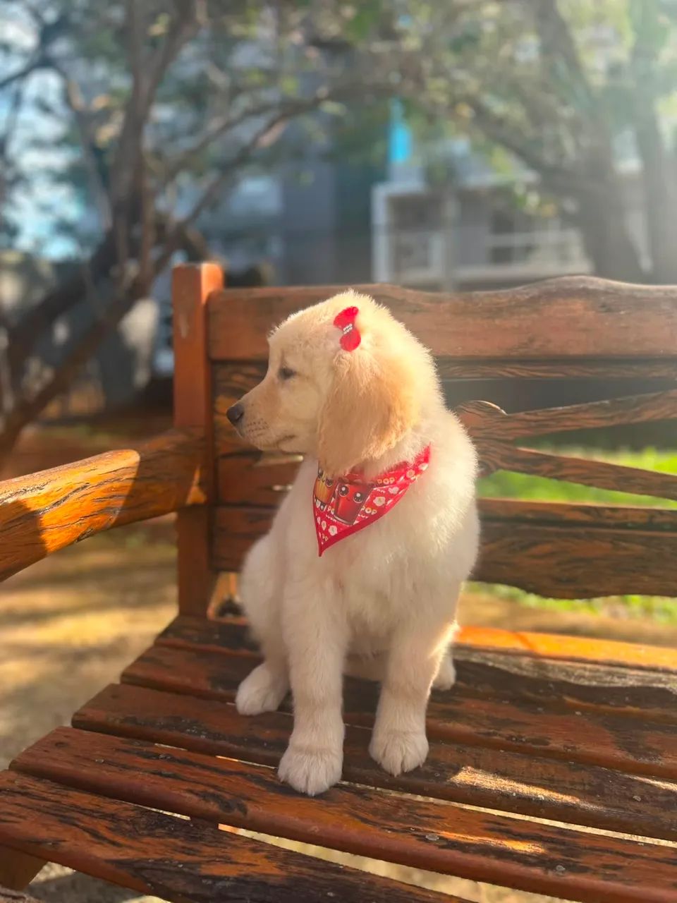 Golden  - Foto 2