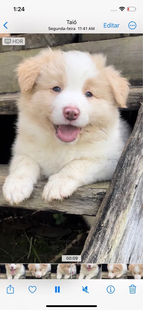 Boder collie macho com Pedigree  - Foto 5