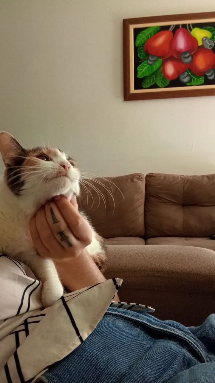 Gatinha para adoção 
