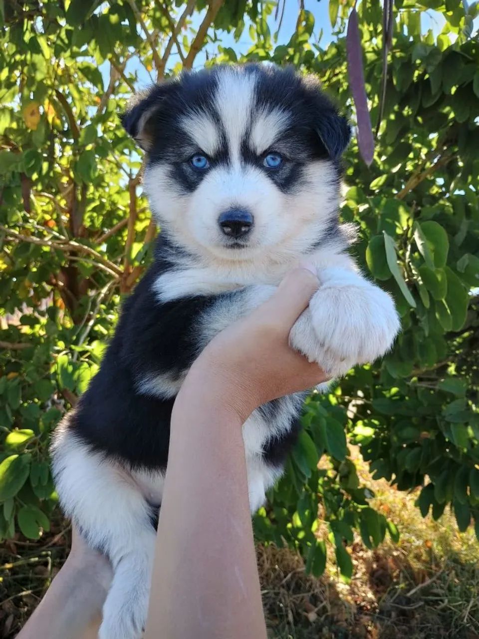 Husky siberiano - com registro todas as cores  - Foto 2