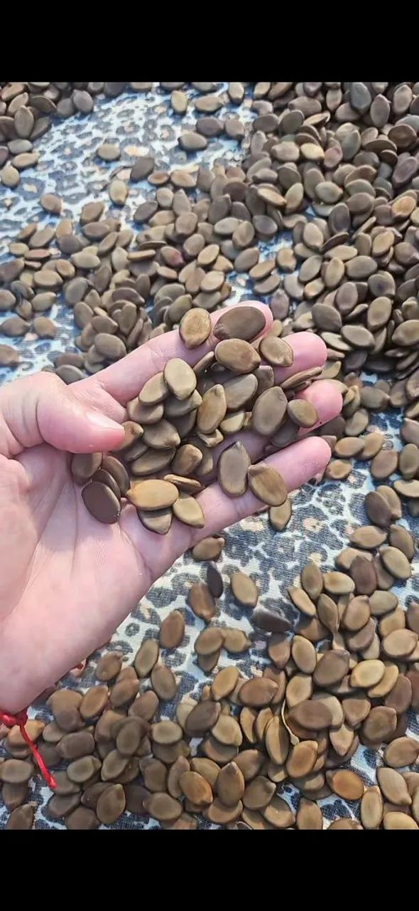 Sementes de Guapuruvu Guapuruvi Ficheira | Mudas Reflorestamento Biojoias Artesanato - Foto 5