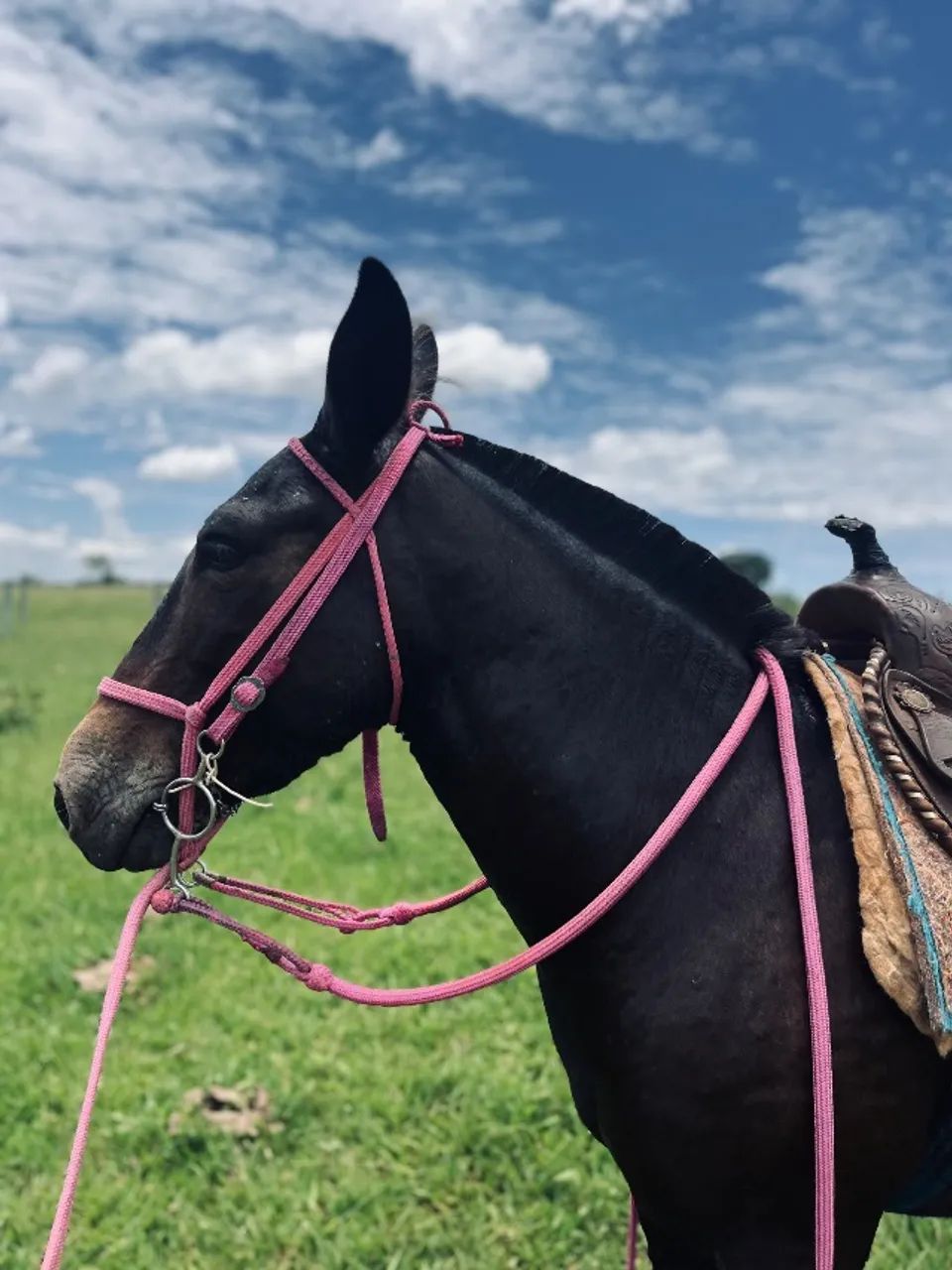 Burro manso calçado - Foto 2