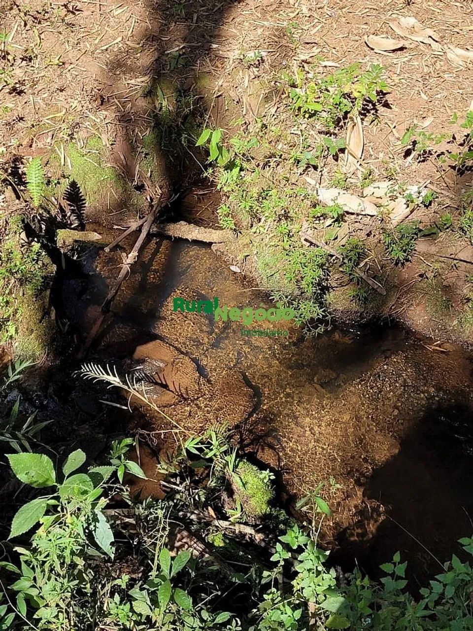 FAZENDA COM PLANTAÇÃO DE EUCALIPTOS EM BRAZÓPOLIS-MG - Foto 5