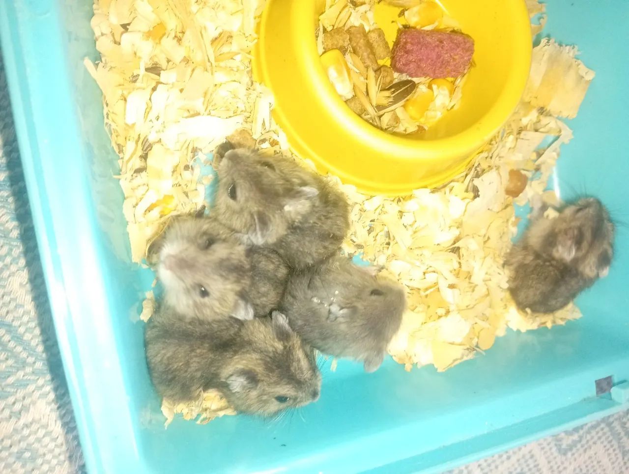 Hamster  - Foto 2