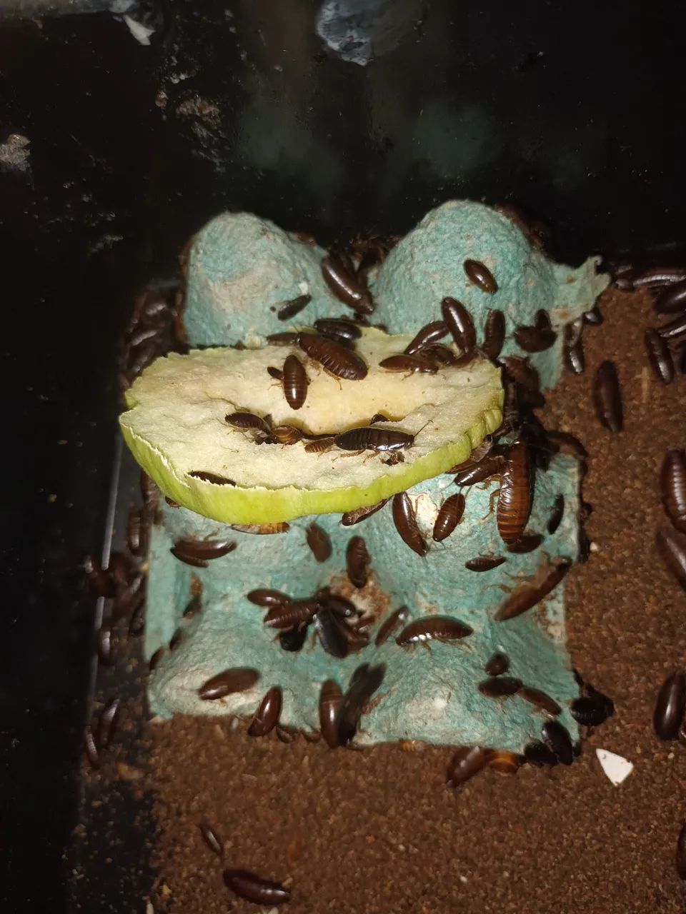 Baratas sinerea africana - Foto 5