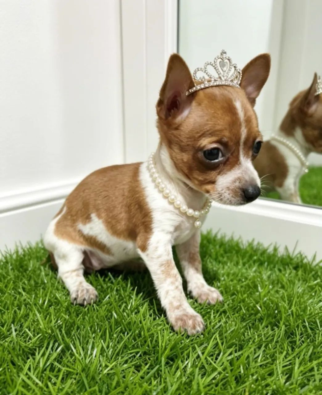 Pinscher Princesa Linda e Ativa