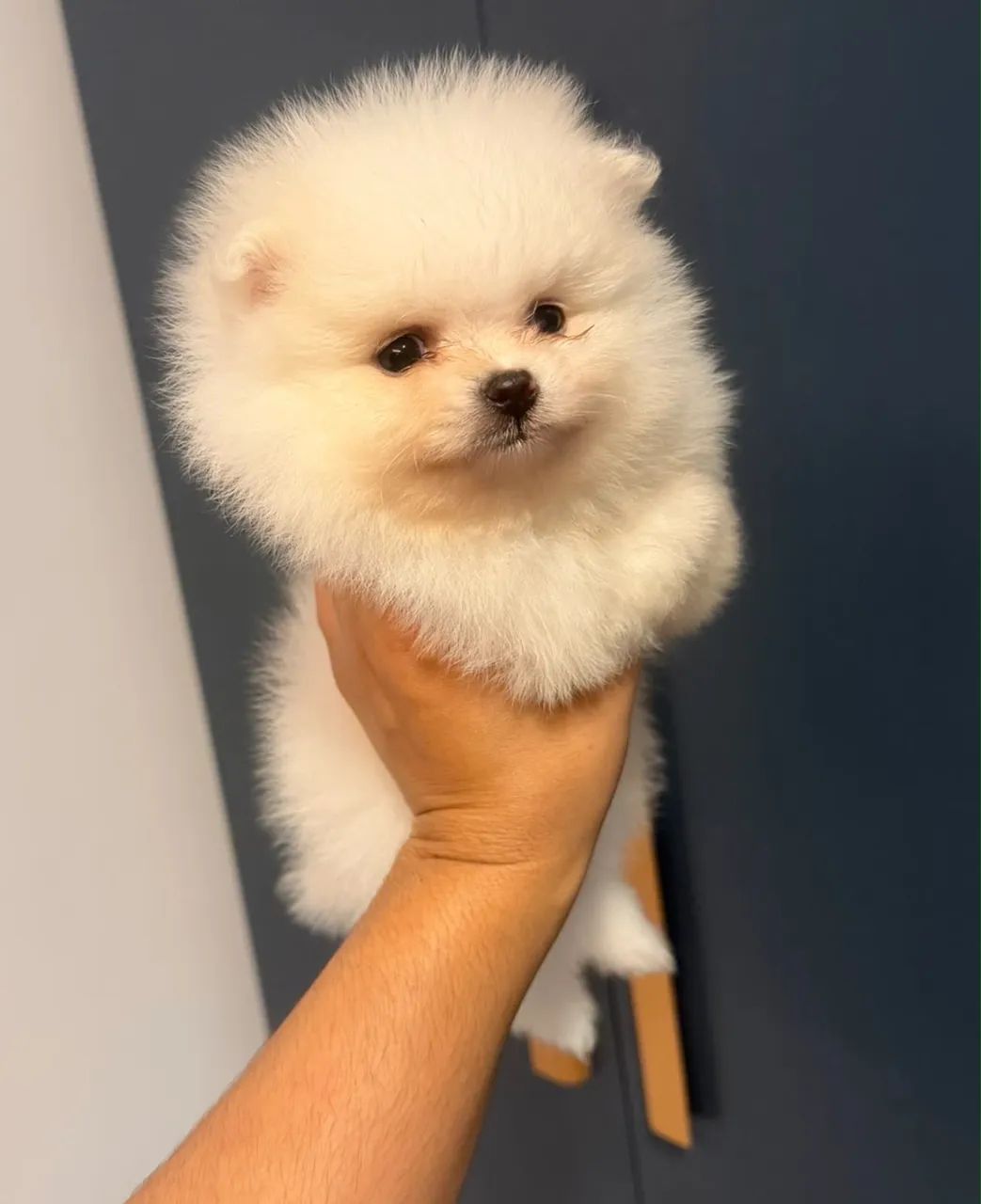 Spitz alemao filhote branco  - Foto 3