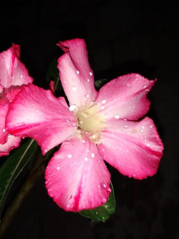 Rosa deserto - Foto 2