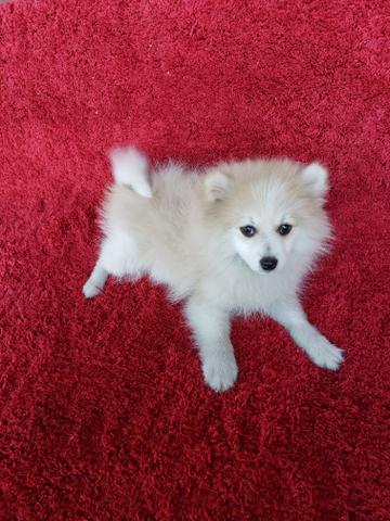 Spitz Alemão (Lulu) - Foto 5