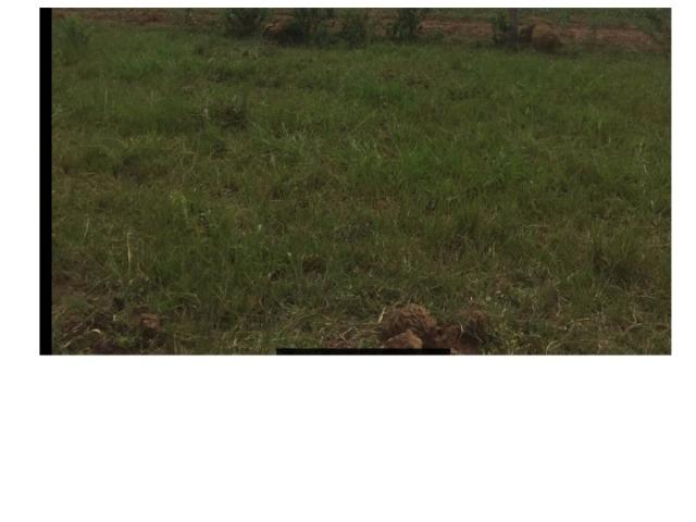 635 hectares, pecuária e lavoura soja, Livramento,120,Poconé-MT - Foto 3