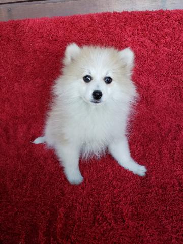 Spitz Alemão (Lulu) - Foto 4