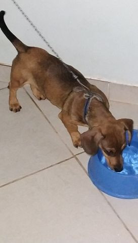 Basset vacinado - Foto 2