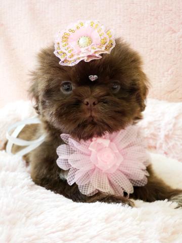 Filhote de Shih tzu Chocolate Fêmea à Pronta Entrega - Foto 3