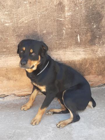 Cachorro hottwailler procura namorada