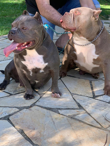 Filhotes de American Bully Pocket - Foto 5