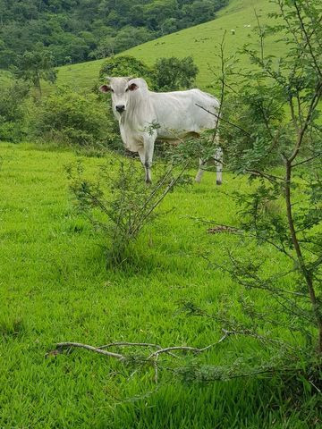 Garrote Nelore - Foto 2