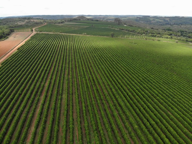FAZENDA COM 60HEC PRA CAFE, DE BOA QUALIDADE!! - Foto 5
