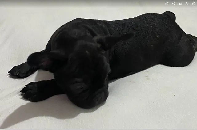 Filhote de Bulldog Frances - Puro - Foto 3