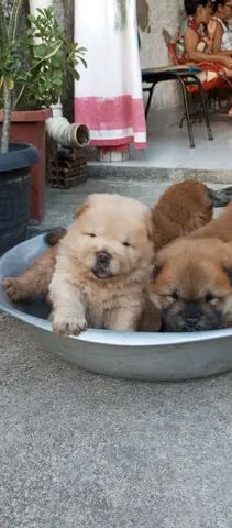 Vendo CHOW-CHOW americano  - Foto 5
