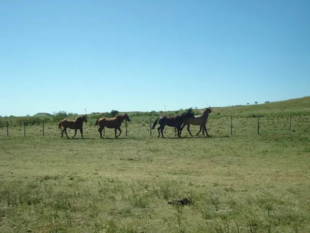 Alegrete, Estrada do Caverá, com 43 Hectares, Fazendinha ou Haras, banheiro de gado, banhe - Foto 6
