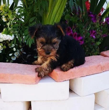 Yorkshire- Fêmea micro disponível em loja com 55 dias-Daniela