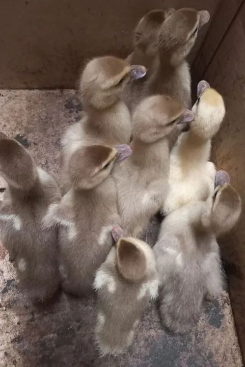 FILHOTES DE PATO CHOCOLATE  - Foto 4