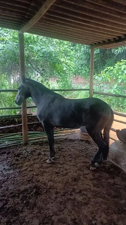 Vendo lindo potro marcha picada 