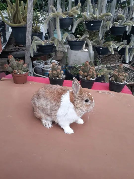 Coelho anão netherland holandês  - Foto 3