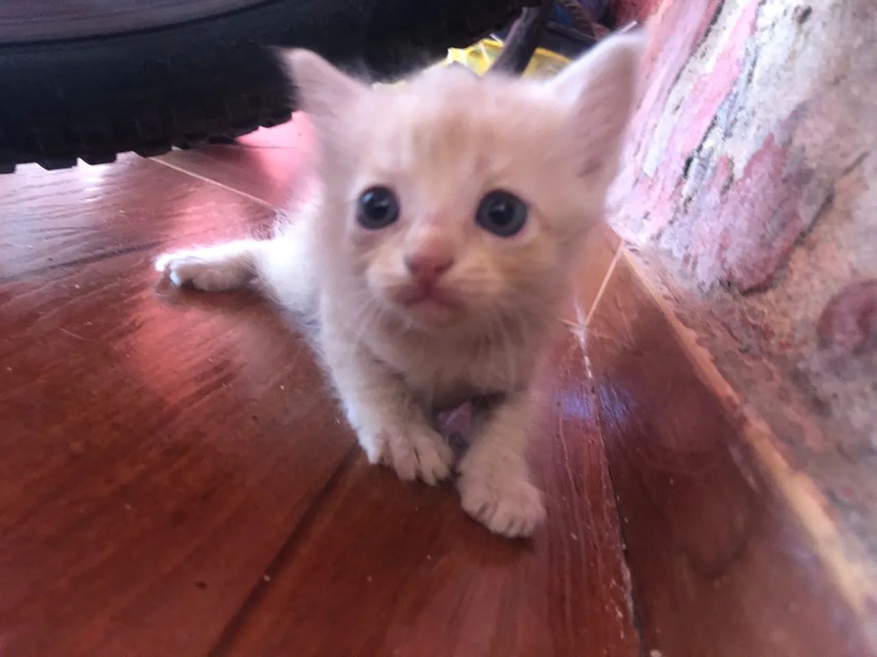 DOA-SE URGENTE  - Foto 4