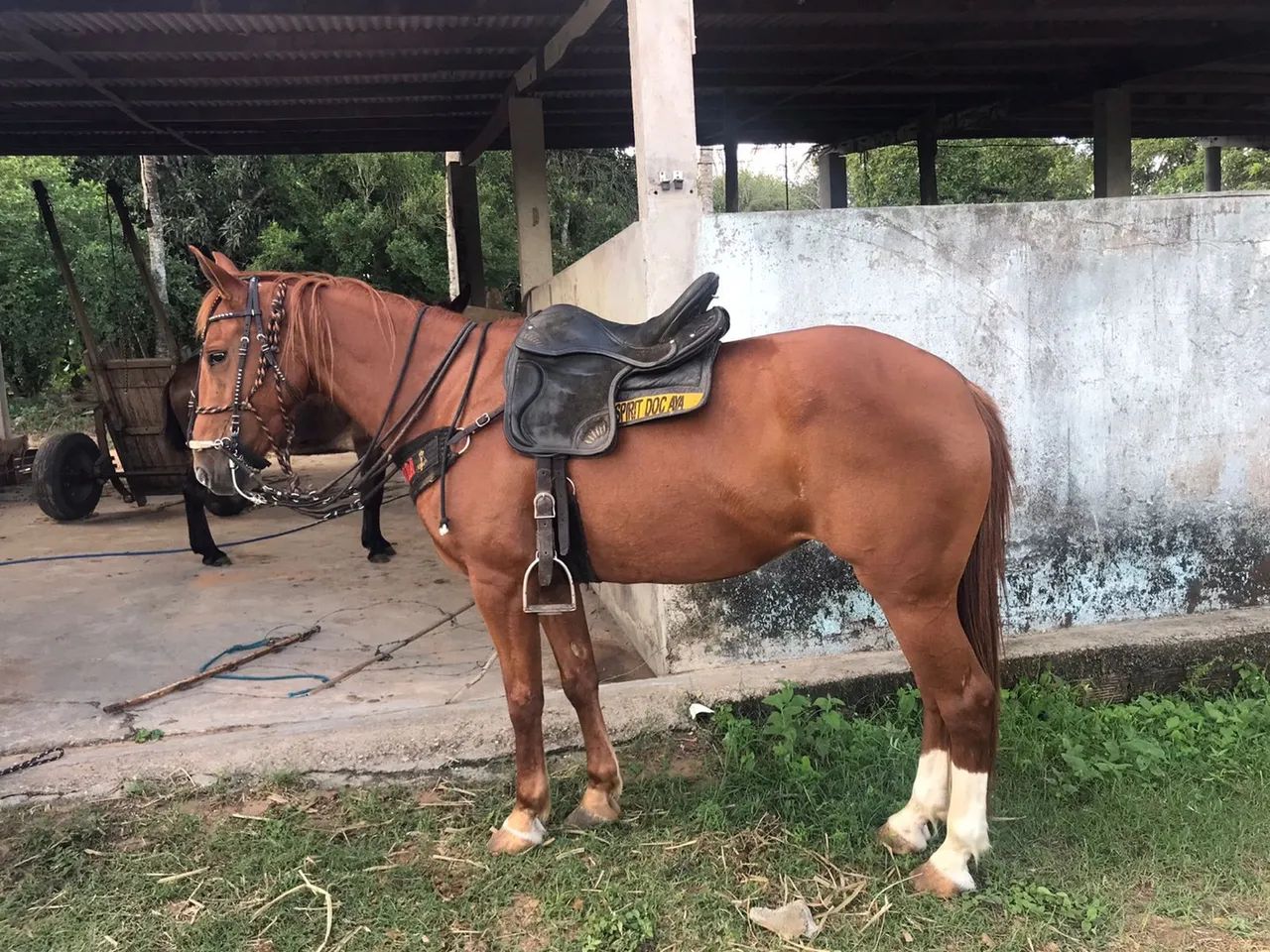 Égua quarto de milha (ler a descrição) - Foto 4