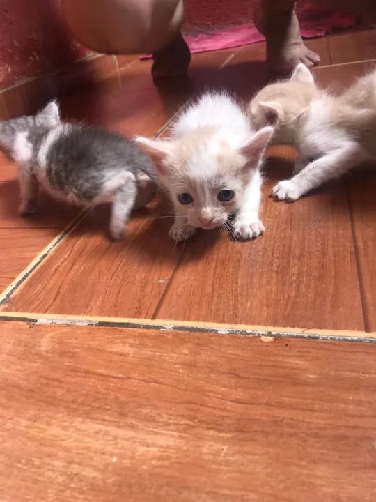 DOA-SE URGENTE  - Foto 6