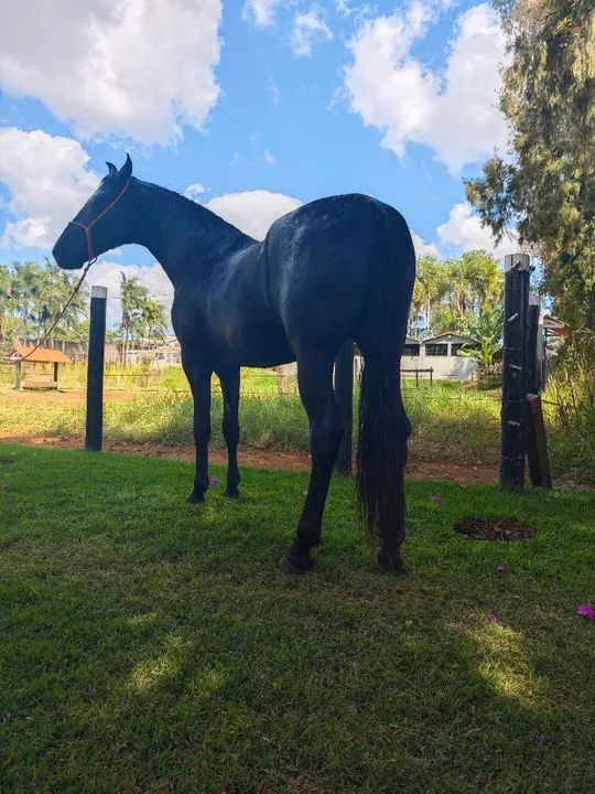 Potro manga larga marcha picada registrado início doma - Foto 6