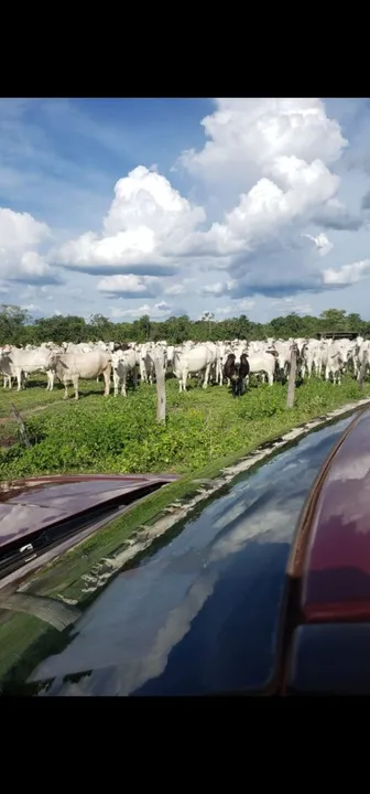 Fazenda com 3.000 hect 75% aberta em porto alegre do norte MT. 7 milhoes